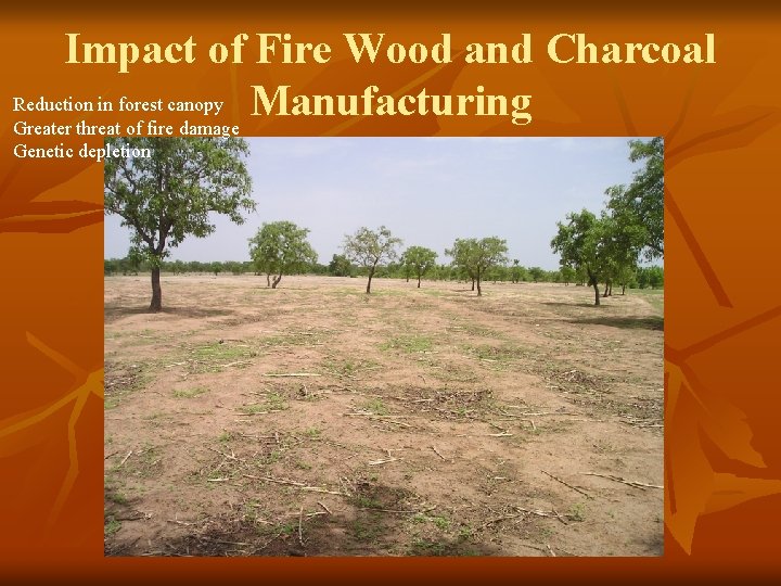Impact of Fire Wood and Charcoal Reduction in forest canopy Manufacturing Greater threat of