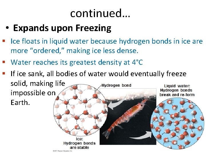 continued… • Expands upon Freezing Ice floats in liquid water because hydrogen bonds in