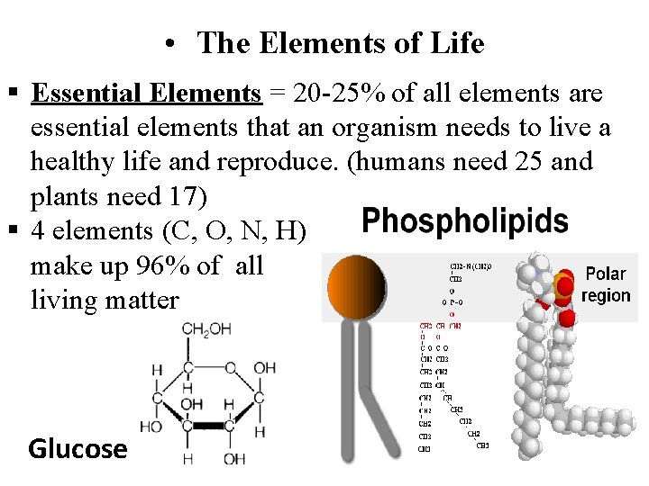  • The Elements of Life Essential Elements = 20 -25% of all elements