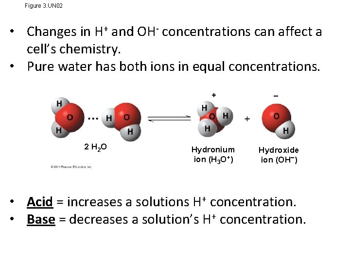 Figure 3. UN 02 • Changes in H+ and OH- concentrations can affect a