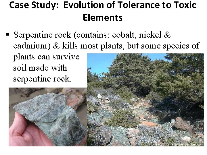 Case Study: Evolution of Tolerance to Toxic Elements Serpentine rock (contains: cobalt, nickel &