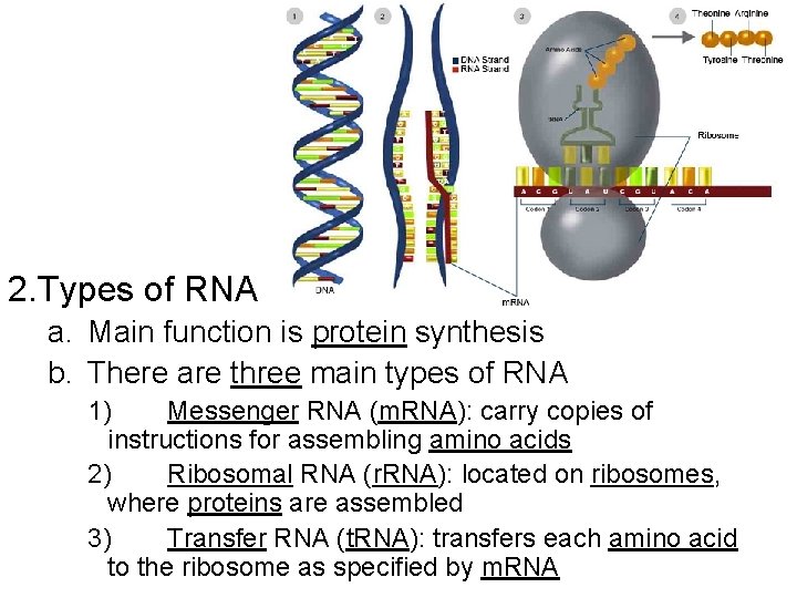 12 3 Notes RNA and Protein Synthesis 12