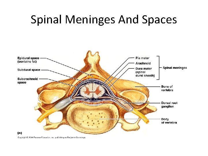 Spinal Meninges And Spaces 