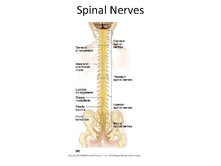 Spinal Nerves 