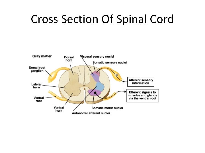 Cross Section Of Spinal Cord 