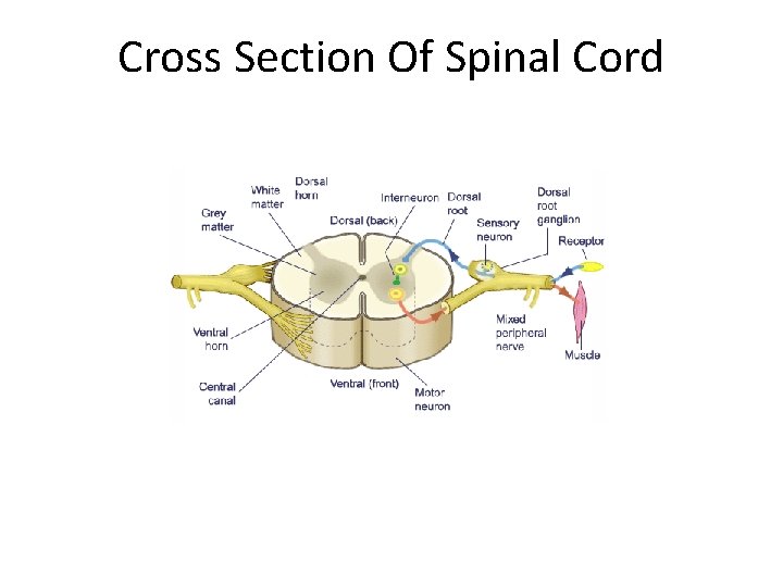 Cross Section Of Spinal Cord 