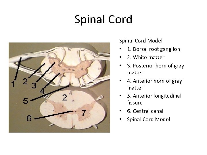 Spinal Cord Model • 1. Dorsal root ganglion • 2. White matter • 3.