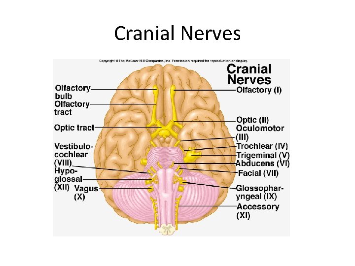 Cranial Nerves 