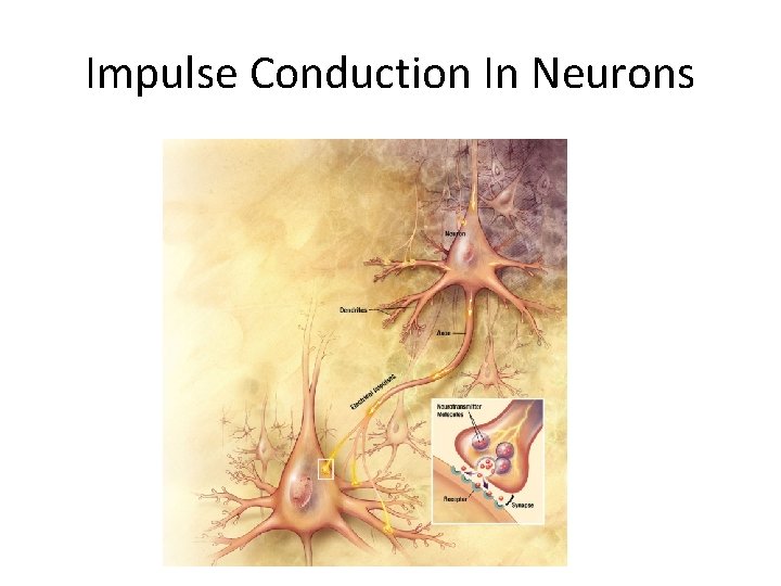 Impulse Conduction In Neurons 