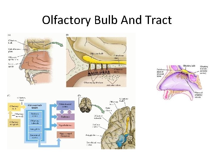 Olfactory Bulb And Tract 