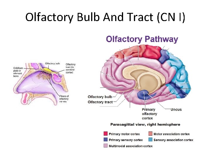 Olfactory Bulb And Tract (CN I) 