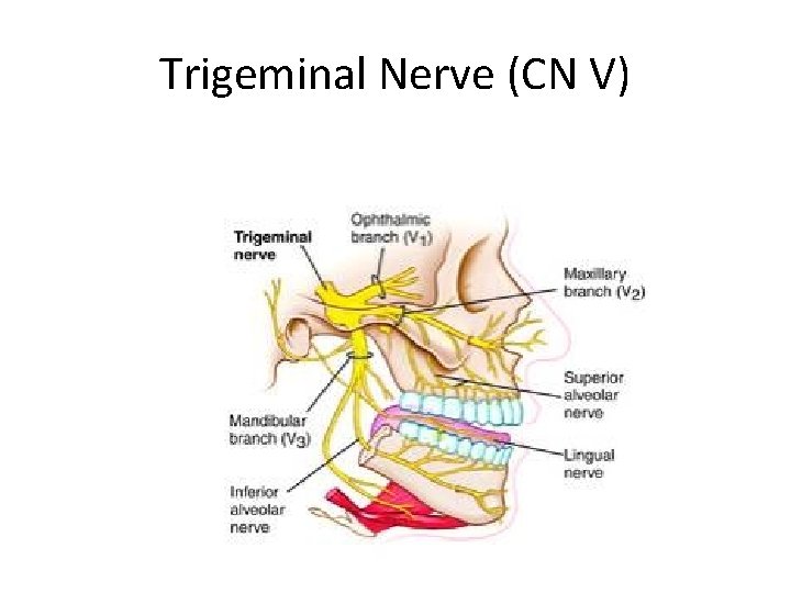 Trigeminal Nerve (CN V) 