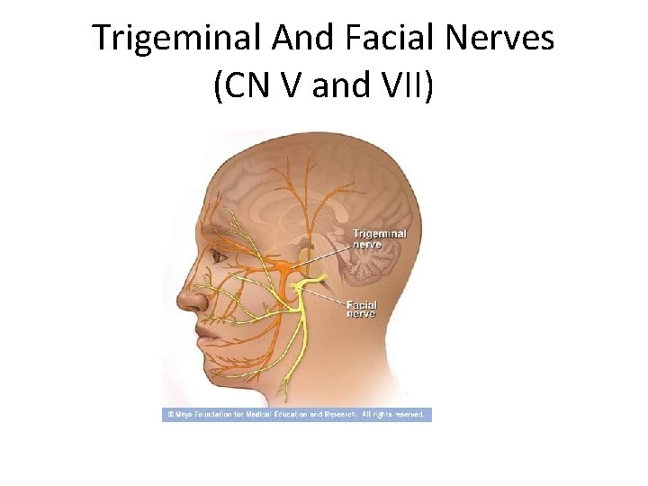 Trigeminal And Facial Nerves (CN V and VII) 