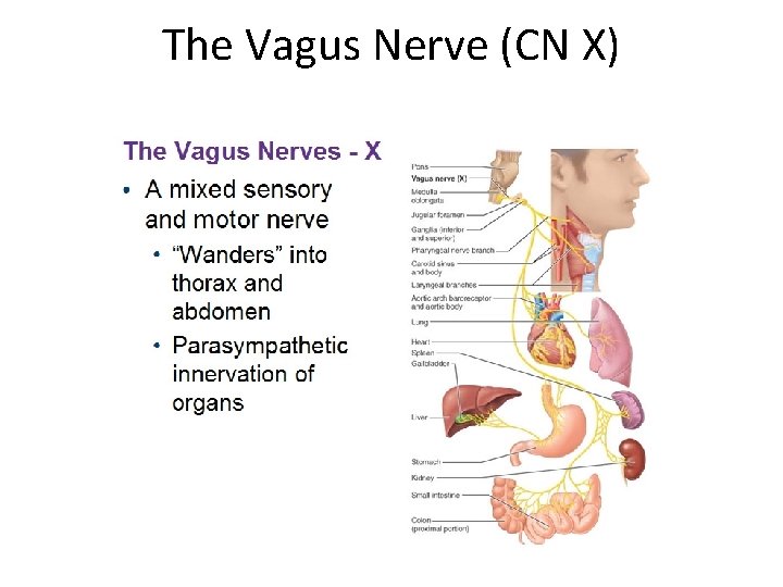 The Vagus Nerve (CN X) 