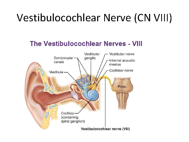 Vestibulocochlear Nerve (CN VIII) 