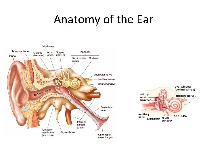 Anatomy of the Ear 