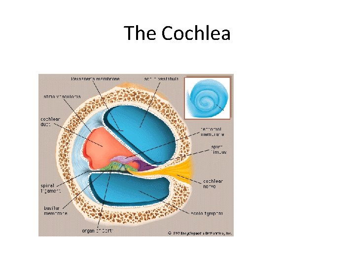 The Cochlea 