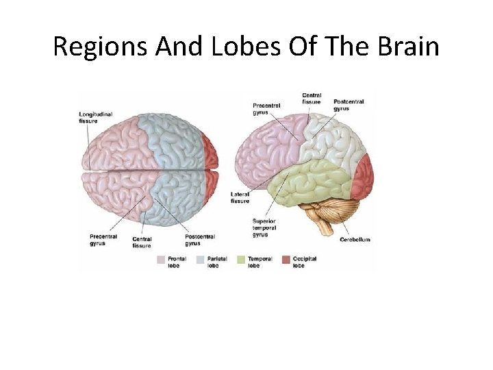 Regions And Lobes Of The Brain 