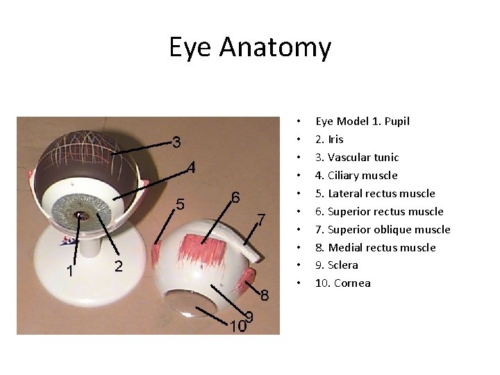 Eye Anatomy • • • Eye Model 1. Pupil 2. Iris 3. Vascular tunic