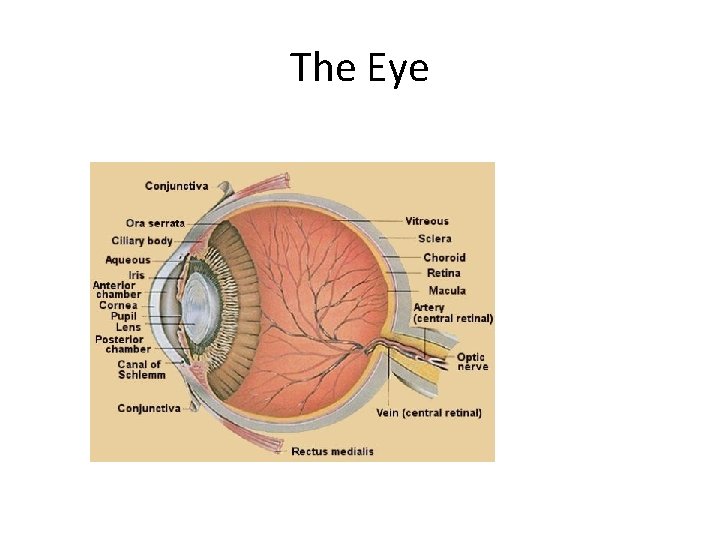 The Eye 