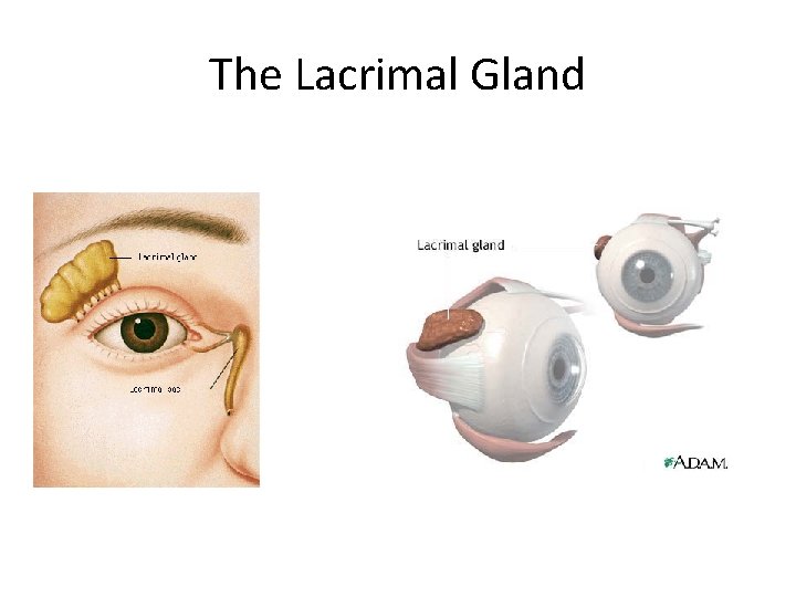 The Lacrimal Gland 