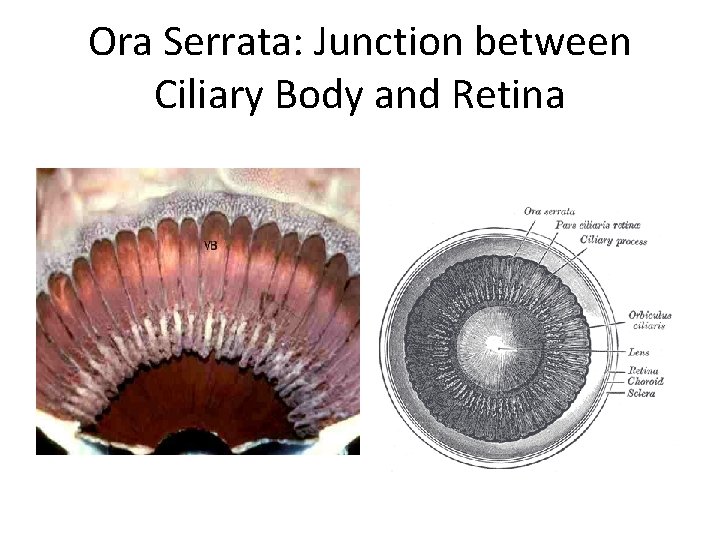 Ora Serrata: Junction between Ciliary Body and Retina 