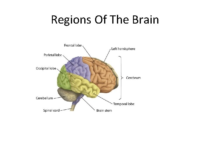 Regions Of The Brain 