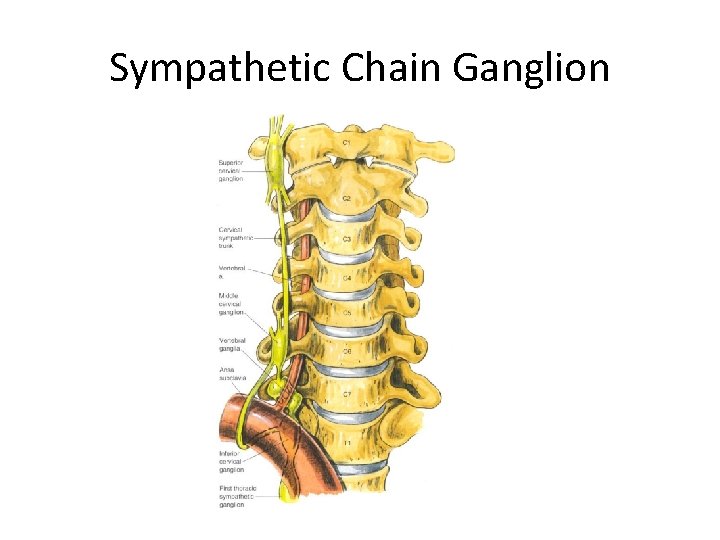 Sympathetic Chain Ganglion 