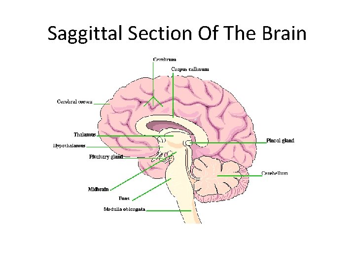 Saggittal Section Of The Brain 