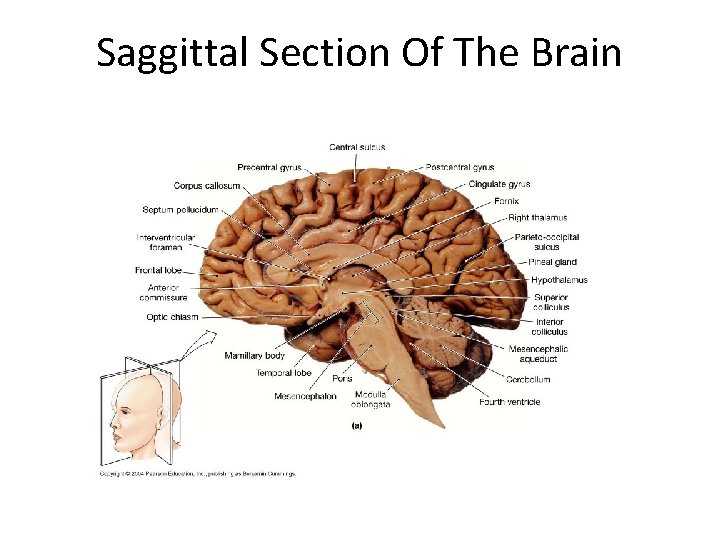 Saggittal Section Of The Brain 