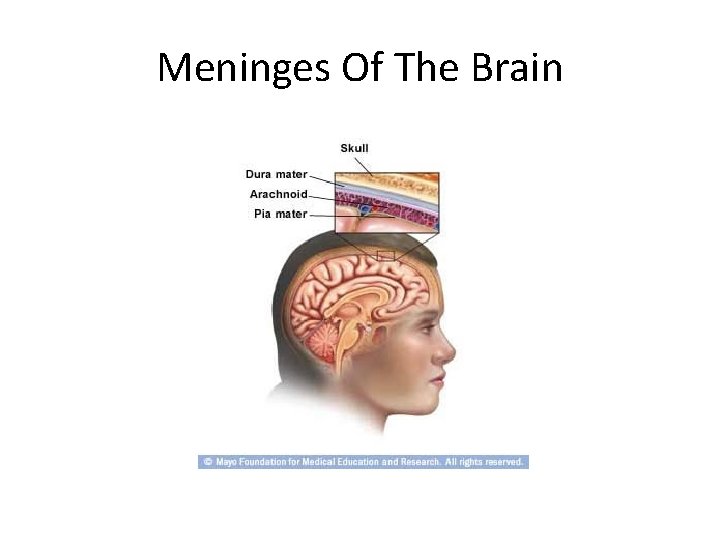 Meninges Of The Brain 
