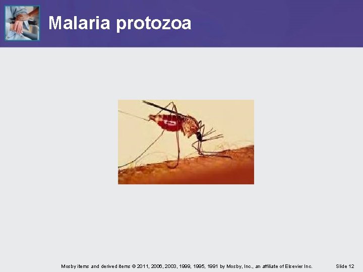 Malaria protozoa Mosby items and derived items © 2011, 2006, 2003, 1999, 1995, 1991