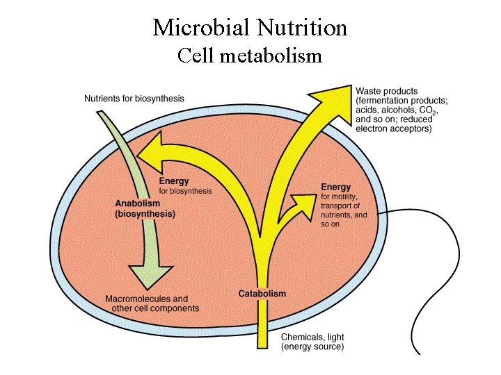 Microbial Nutrition Cell metabolism 