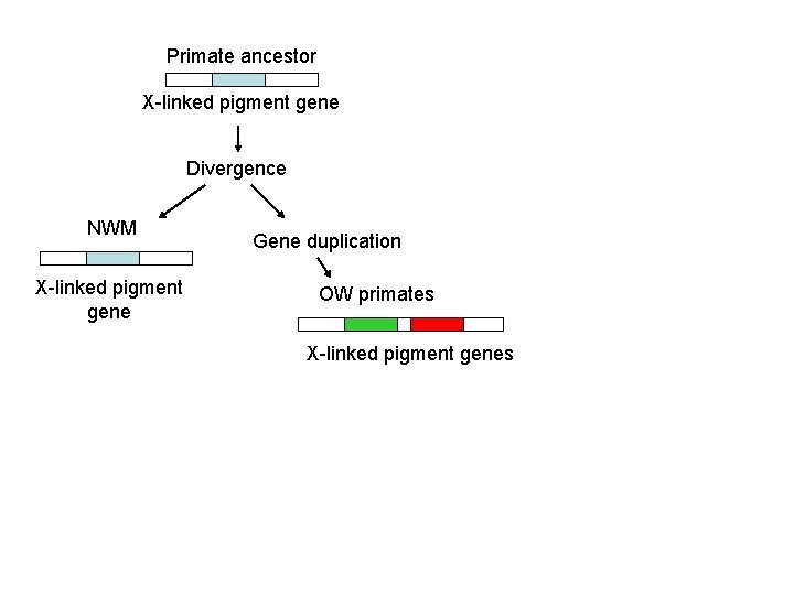Primate ancestor X-linked pigment gene Divergence NWM X-linked pigment gene Gene duplication OW primates