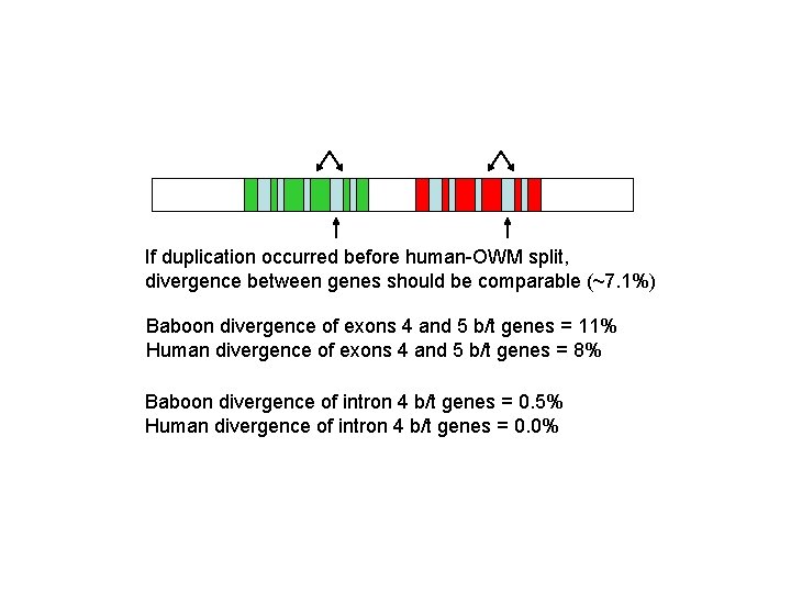 If duplication occurred before human-OWM split, divergence between genes should be comparable (~7. 1%)