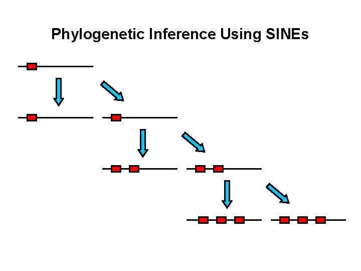 Phylogenetic Inference Using SINEs 