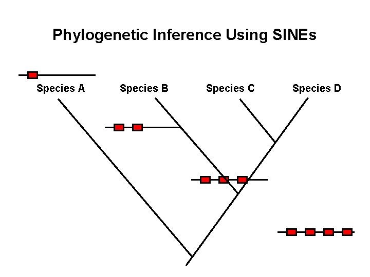 Phylogenetic Inference Using SINEs Species A Species B Species C Species D 
