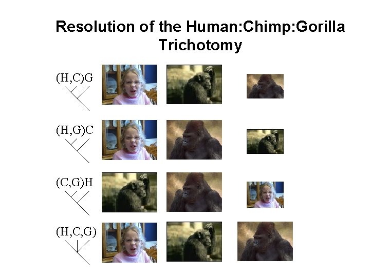 Resolution of the Human: Chimp: Gorilla Trichotomy (H, C)G (H, G)C (C, G)H (H,