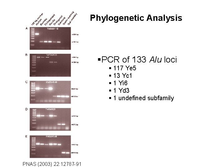Phylogenetic Analysis §PCR of 133 Alu loci § 117 Ye 5 § 13 Yc