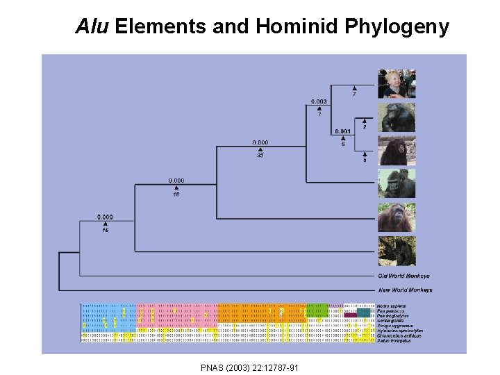 Alu Elements and Hominid Phylogeny PNAS (2003) 22: 12787 -91 