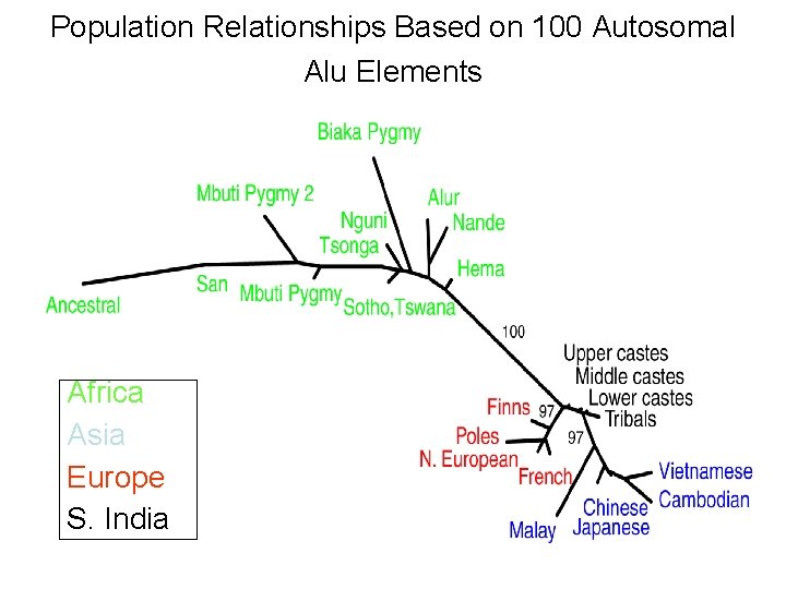 Population Relationships Based on 100 Autosomal Alu Elements Africa Asia Europe S. India 