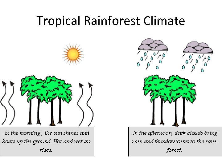 Tropical Rainforest Climate 