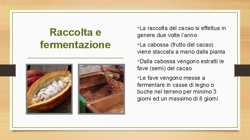 Raccolta e fermentazione • La raccolta del cacao si effettua in genere due volte