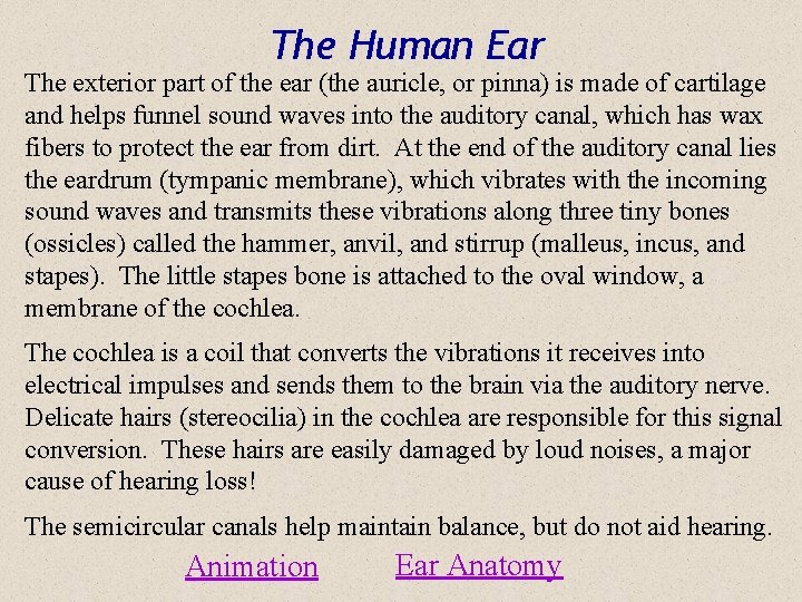 The Human Ear The exterior part of the ear (the auricle, or pinna) is