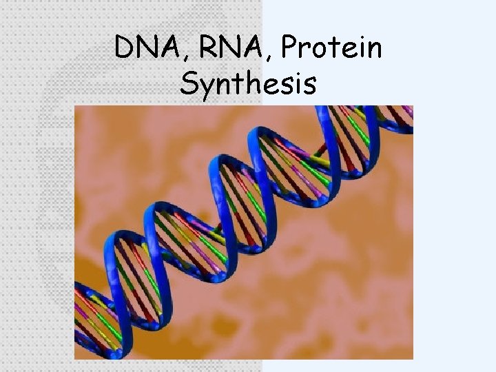 DNA RNA Protein Synthesis DNA Goals The Human