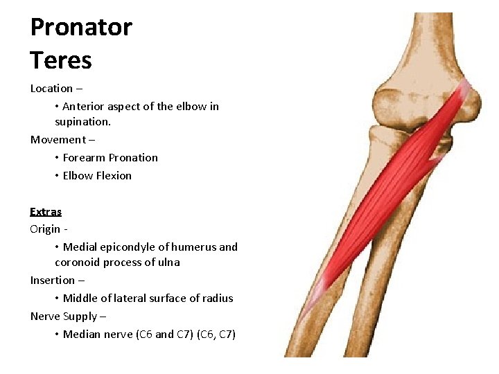 Pronator Teres Location – • Anterior aspect of the elbow in supination. Movement –