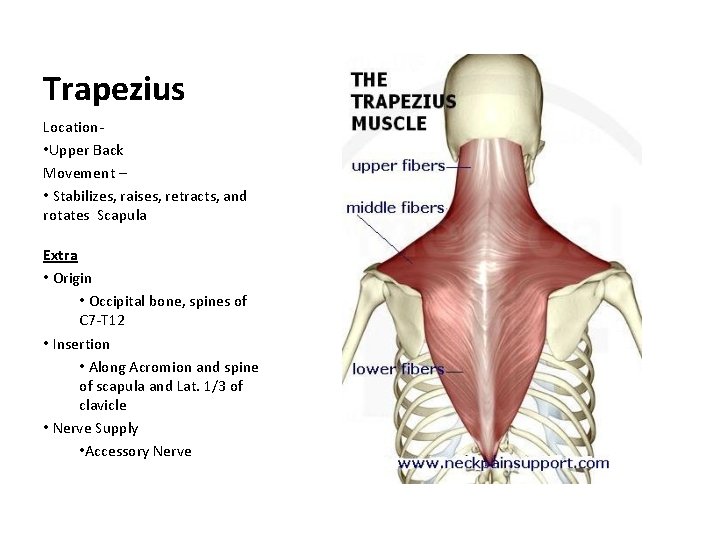 Trapezius Location • Upper Back Movement – • Stabilizes, raises, retracts, and rotates Scapula