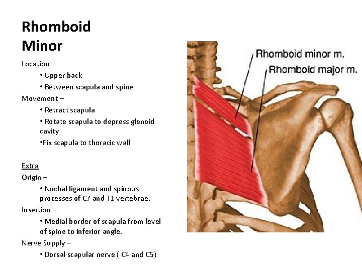 Rhomboid Minor Location – • Upper back • Between scapula and spine Movement –