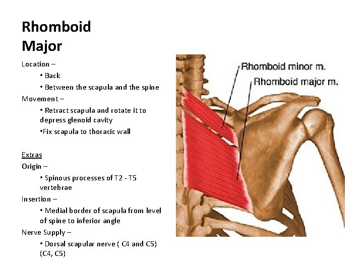 Rhomboid Major Location – • Back • Between the scapula and the spine Movement