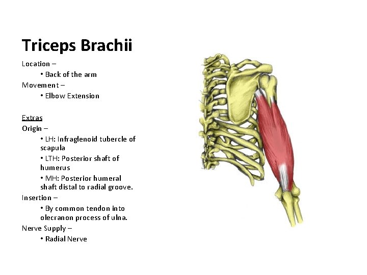 Triceps Brachii Location – • Back of the arm Movement – • Elbow Extension